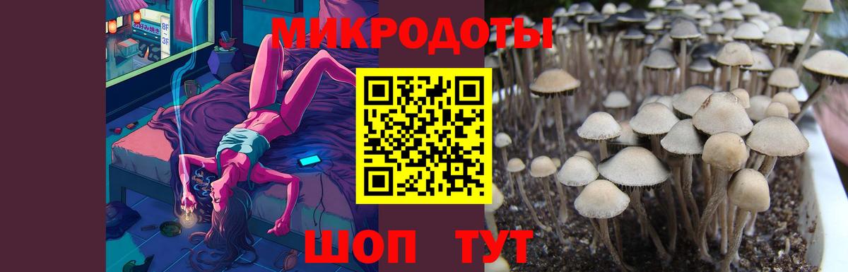 Псилоцибиновые грибы мицелий Кузнецк